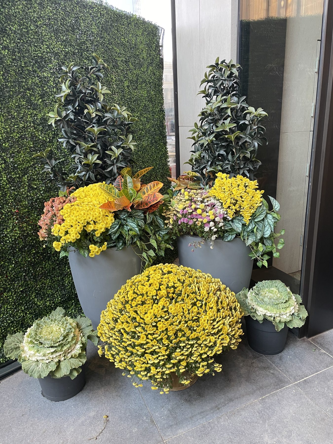 A grouping of fall containers in front of a green plant wall: yellow mums, crotons, and ornamental cabbages.