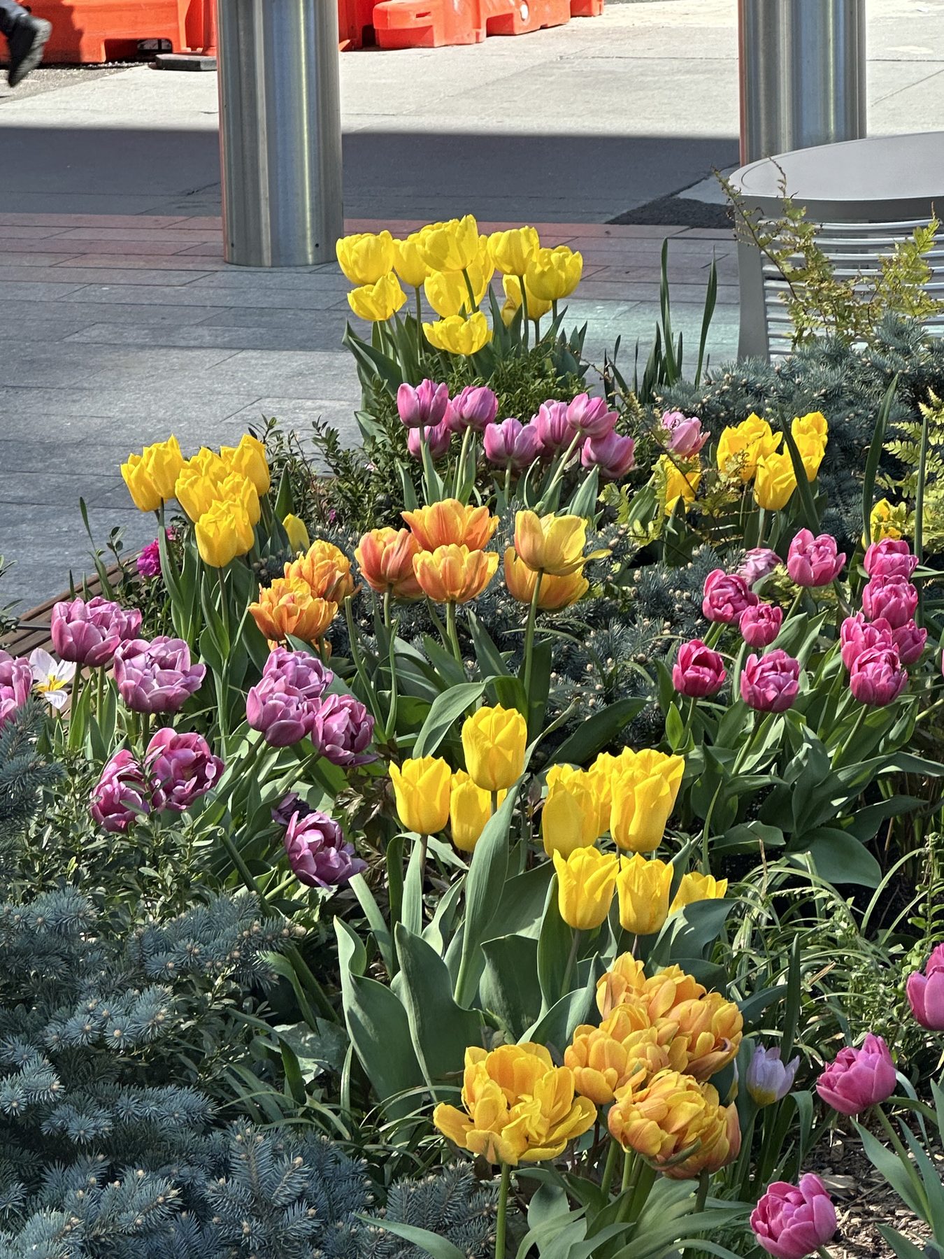 A street-level garden bed in full bloom with yellow, pink, orange, and double parrot tulips clustered above a layer of blue spruce.