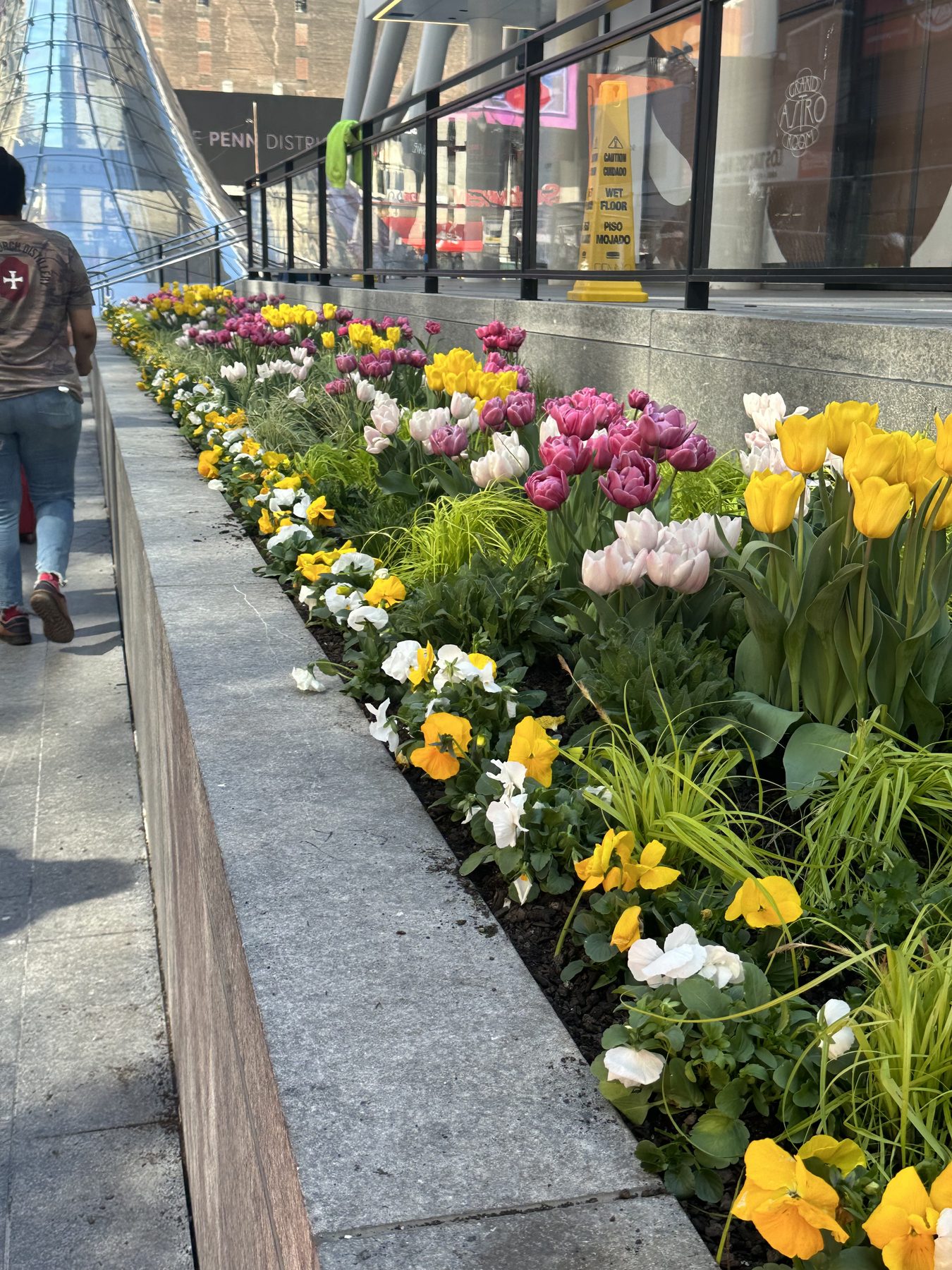 A sidewalk planter strip running alongside a city walkway, packed with pink, yellow, purple, and white tulips above a layer of pansies.